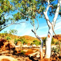 Ghost Gum - Central Australia